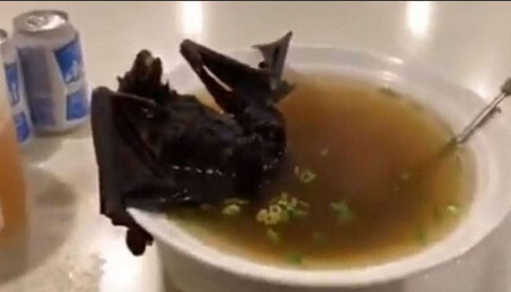 Sopa de Morcego - Na Tailândia, o animal é fervido numa panela e pode ser colocado junto ao caldo no prato.  