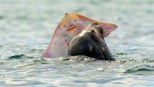 O último 'sorriso': arraia expressiva vira banquete de foca faminta 