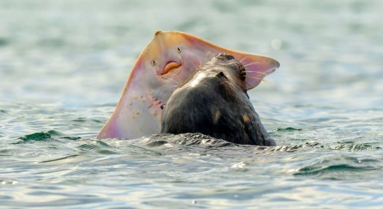 Arraia expressiva é predada por foca, na costa da ilha de Anglesey, no País de Gales