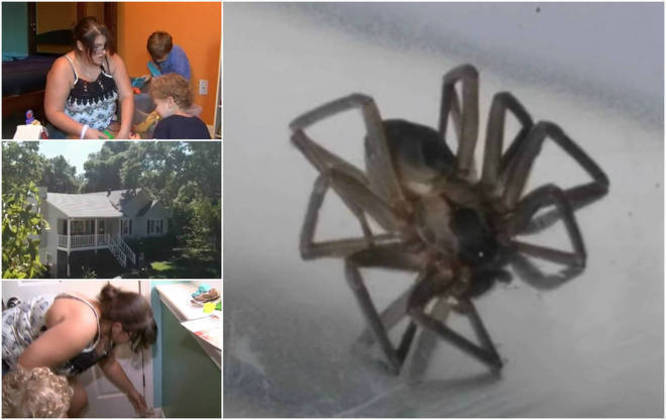 Aranha gigante carrega rato para ser seu almoço