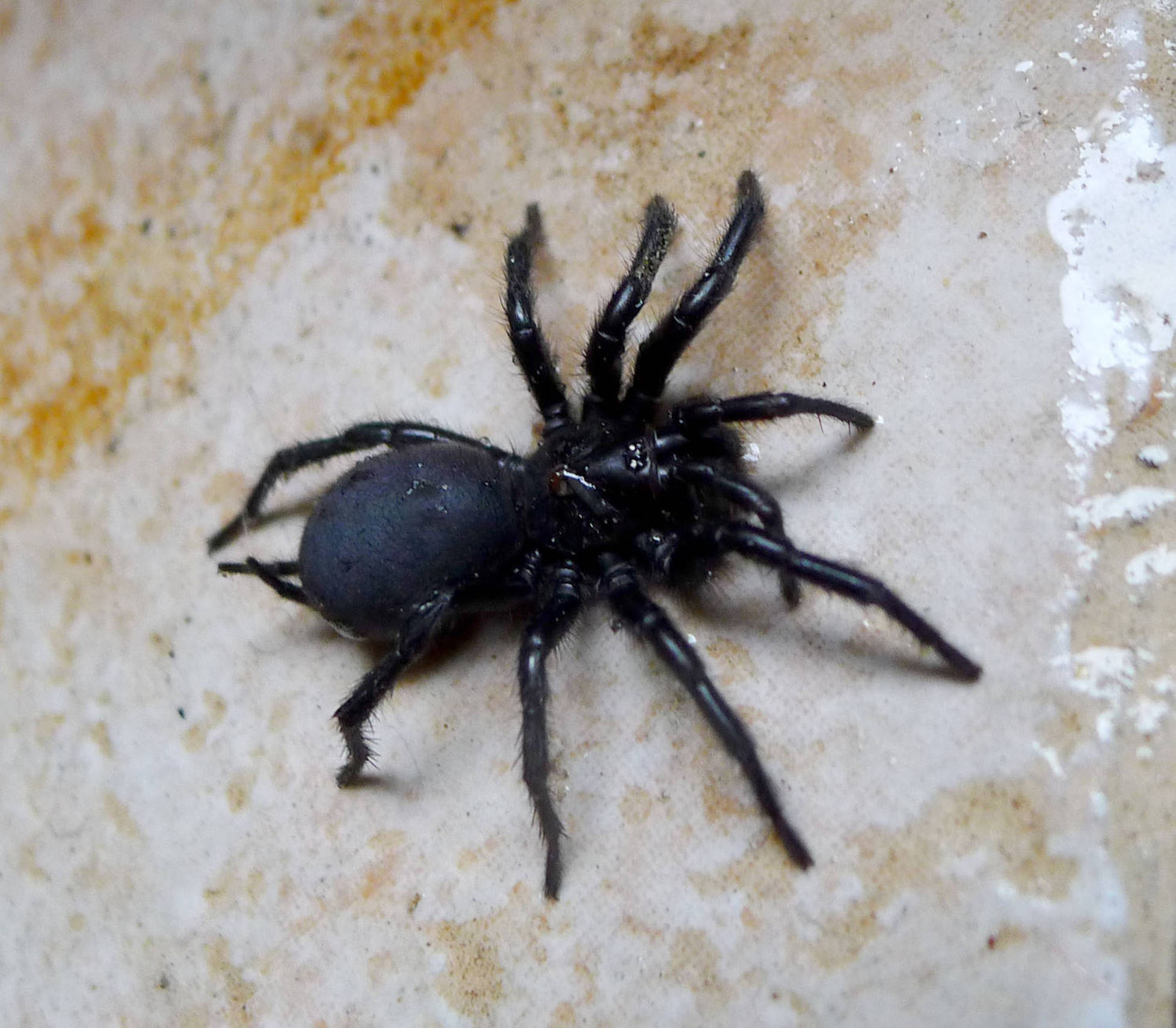 Conheça as vespas 'caçadoras' de aranha, Terra da Gente