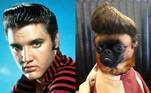 Com vocês, o topete icônico de Elvis Presley e de seu sósia caninoVeja também: Parecida com morcego, cachorra sem olho ganha lar após abandono