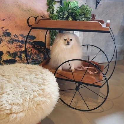 3. Splitz Alemão: também conhecida como lulu-da-pomerânia, são cães extrovertidos e inteligentes.Para a veterinária Nicole Cherobim do EcoCão Espaço Pet, a convivência com animais de estimação deixa o dia a dia mais leve, principalmente após um dia exaustivo. 