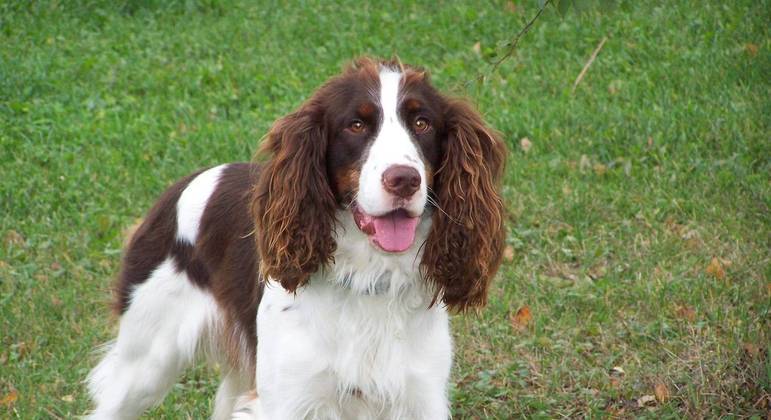 Donos de springer spaniels são mais reservados