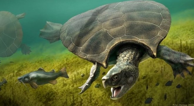 A espécie Stupendemys geographicus tinha aproximadamente o tamanho de um carro A espécie Stupendemys geographicus tinha aproximadamente o tamanho de um carro