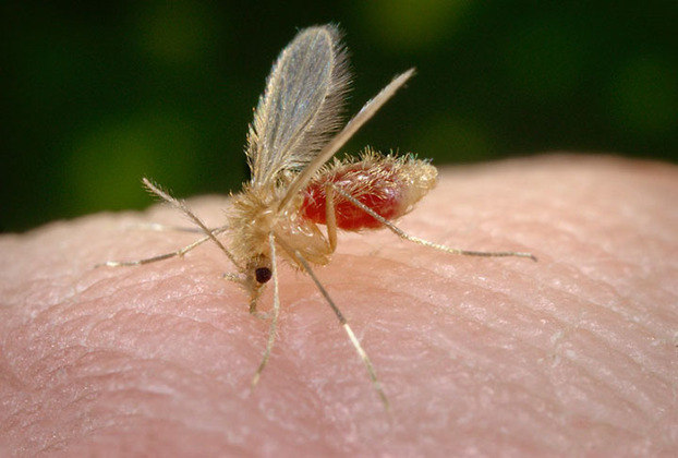 Sua transmissão ocorre por meio da picada do mosquito-palha e por insetos hematófagos (que se alimentam de sangue).  