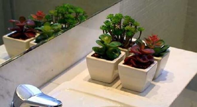 Suculentas como enfeites para bancada de banheiro