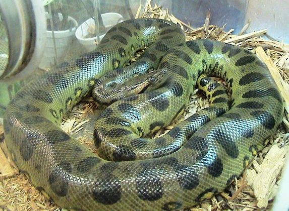 Sucuris - São serpentes de grande porte, que têm extrema força, tanto na mordida como na imobilização da presa. 