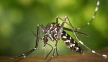 Infecção por chikungunya induz imunidade contra o vírus mayaro