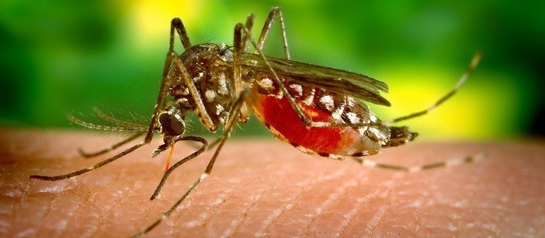 Informação faz a diferença na luta contra a dengue