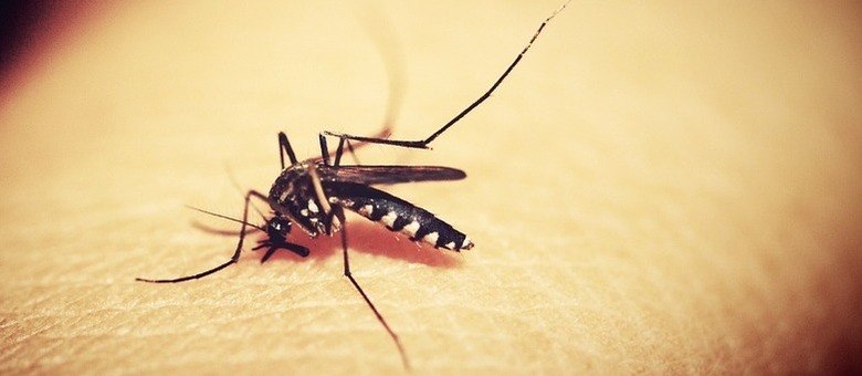 O vírus da dengue apresenta quatro sorotipos