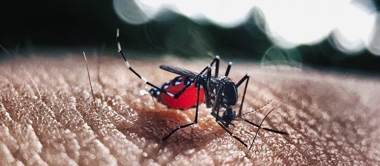 Mosquito pode transmitir dengue, zika e chikungunya em única picada