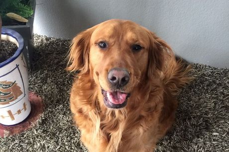 Golden retriever aprendeu a fazer entregas em um dia