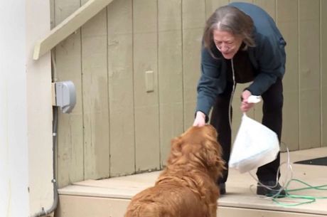 Sunny, o cachorro que entrega comida nos EUA