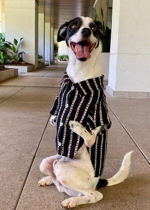 Cão nasceu com atrofia nas patas dianteiras