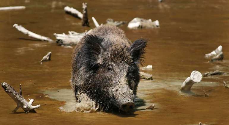 O javaporco é resultado do cruzamento entre porcos domésticos e javalis
