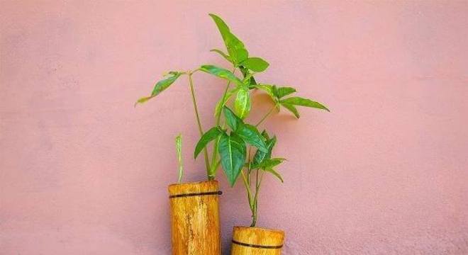 Suporte para plantas criado a partir do artesanato com bambu grosso