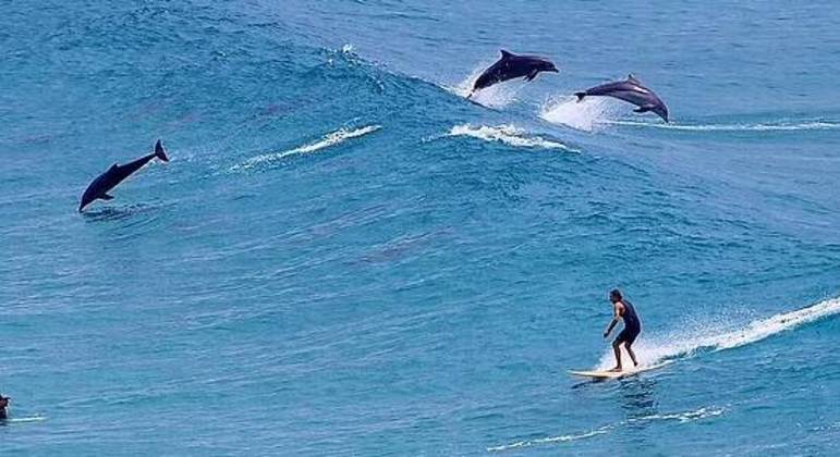 A região estava lotada de golfinhos durante o último fim de semana