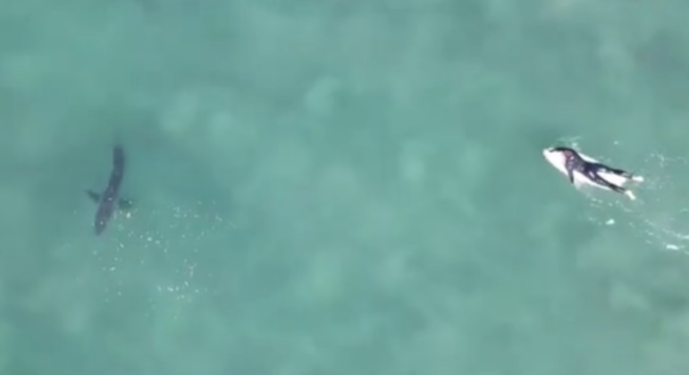 Drone filma tubarão nadando perto de surfista em uma praia em San Diego, nos EUA