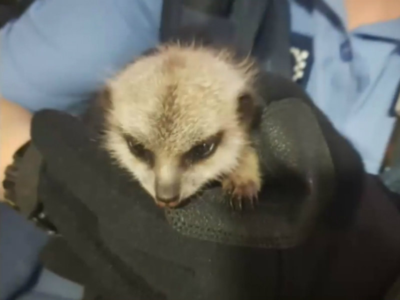 Suricato E Roubado Com Bolsa Termica E Musica Para Abafar Choro Fotos R7 Hora 7