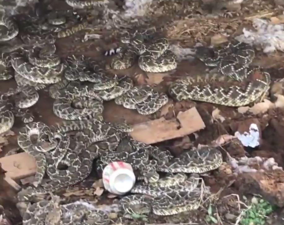 Empresa retira 45 cobras que viviam debaixo de casa no Texas - 22
