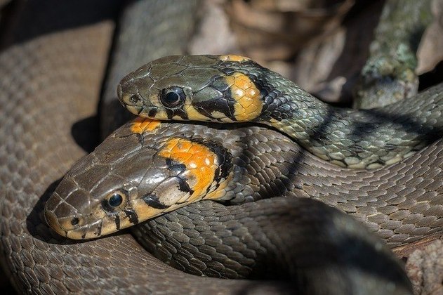 Cobra jararaca faz 'surpresa' para mulher no litoral de SP e