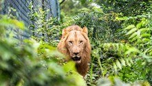 Suspeito de tentar roubar filhote é devorado por leão em zoológico