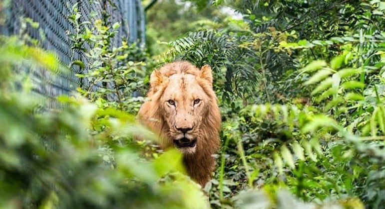Suspeito de tentar roubar filhote acabou devorado por leões em zoológico