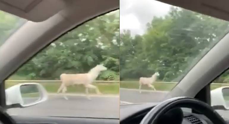 Susto na estrada! Lhama apressada corre na rua e assusta motoristas - Hora  7 - R7 Hora 7