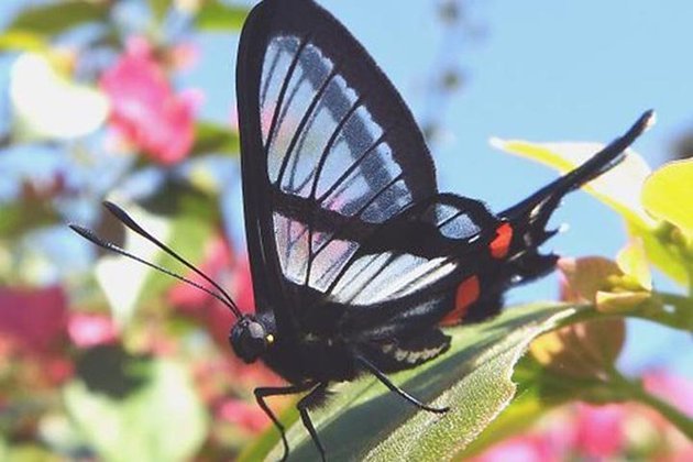 Sylphina Angel - Destaca-se por ter asas transparentes, o que lhe dá sempre a aparência diferente de onde está no momento. Vive no Peru, Equador e Bolívia. É uma das borboletas mais resistentes, conseguindo voar até 320 km em busca de alimento, principalmente na primavera, quando as flores ficam ricas em pólen.  