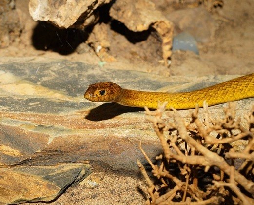 Taipan-do-interior: Também conhecida como “cobra-feroz”, essa cobra costuma ser extremamente agressiva e seu veneno pode matar várias pessoas com uma só picada.