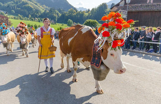 Tal cerimônia ocorre para simbolizar a mudança de estação. As vacas retornam às vilas devido à proximidade do inverno 