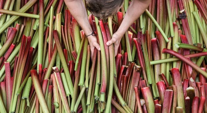 Talos de ruibarbo são usados ​​na gastronomia de muitos países