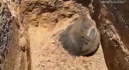 Animais foram encaminhados ao Zoológico
