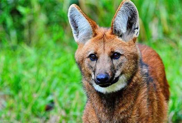 Também chamado de lobo-de-crina, lobo-de-juba e lobo-vermelho, o lobo-guará é uma espécie de canídeo endêmico (que só existe numa região) na América do Sul.