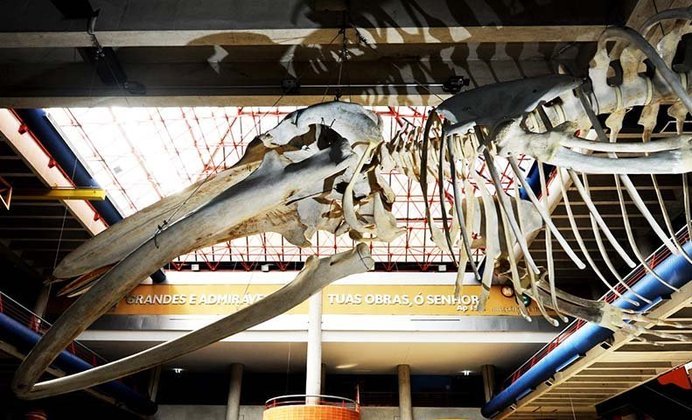 Também no Rio Grande do Sul, o Museu de Ciências e Tecnologia da PUC-RS tem uma coleção de fósseis com mais de 8 mil espécimes, sendo 4 mil vertebrados, a maioria do Triássico.
