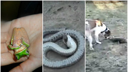 Tanatose: a técnica em que animais fingem morrer diante de predadores (Reprodução/Wikimedia Commons)