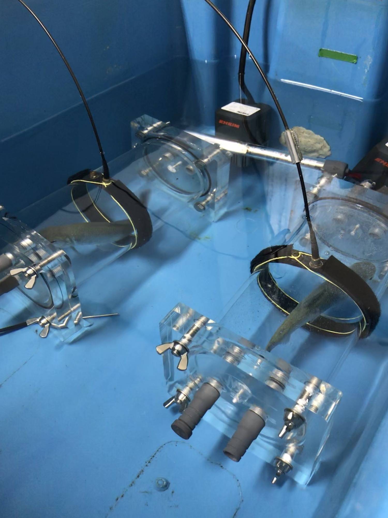 Tanque com peixes em uma das salas: 'Nosso objetivo é entender como os organismos aquáticos poderão ser afetados pelas mudanças climáticas' 