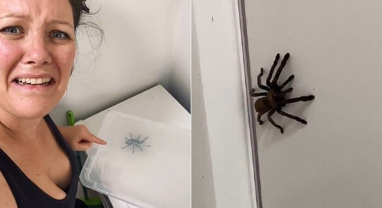Tarântula botou medo em australiana, mas acabou capturada e admirada
