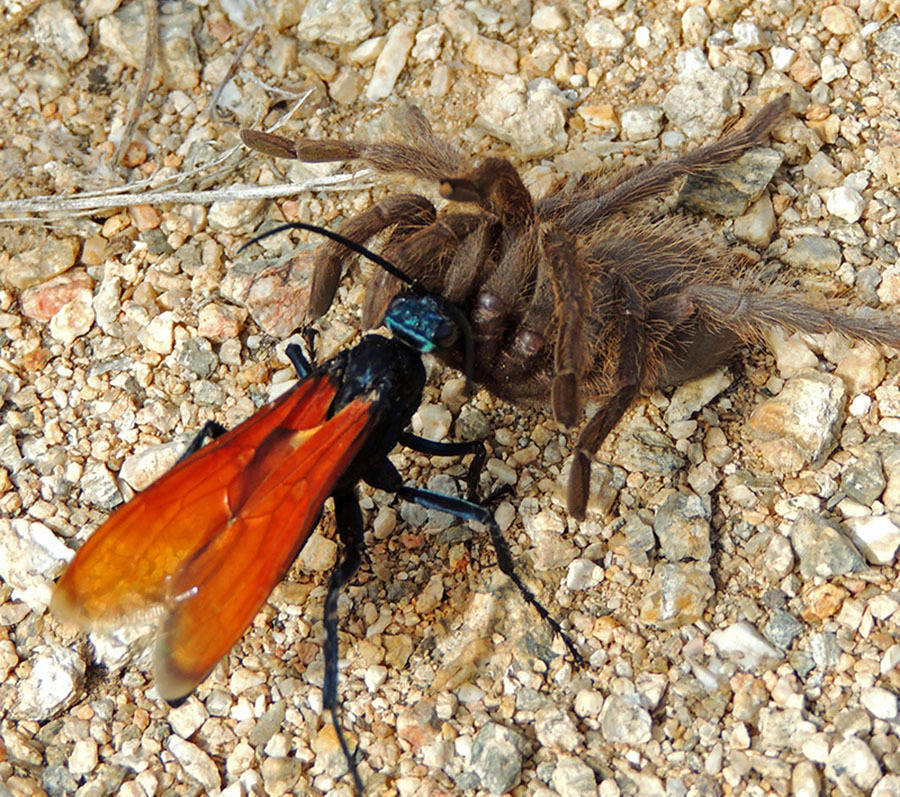 A aranha zumbi e a vespa Cavalo do cão 