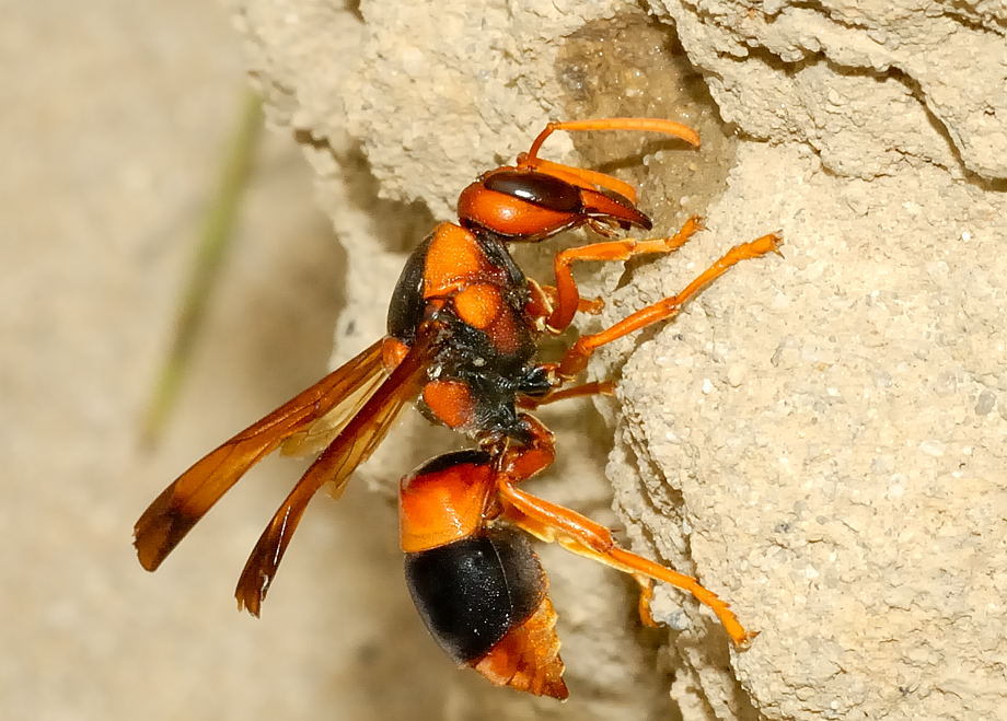 G1 - Vespa preda aranha caranguejeira e registro é feito com celular em MG  - notícias em Vc no Terra da Gente