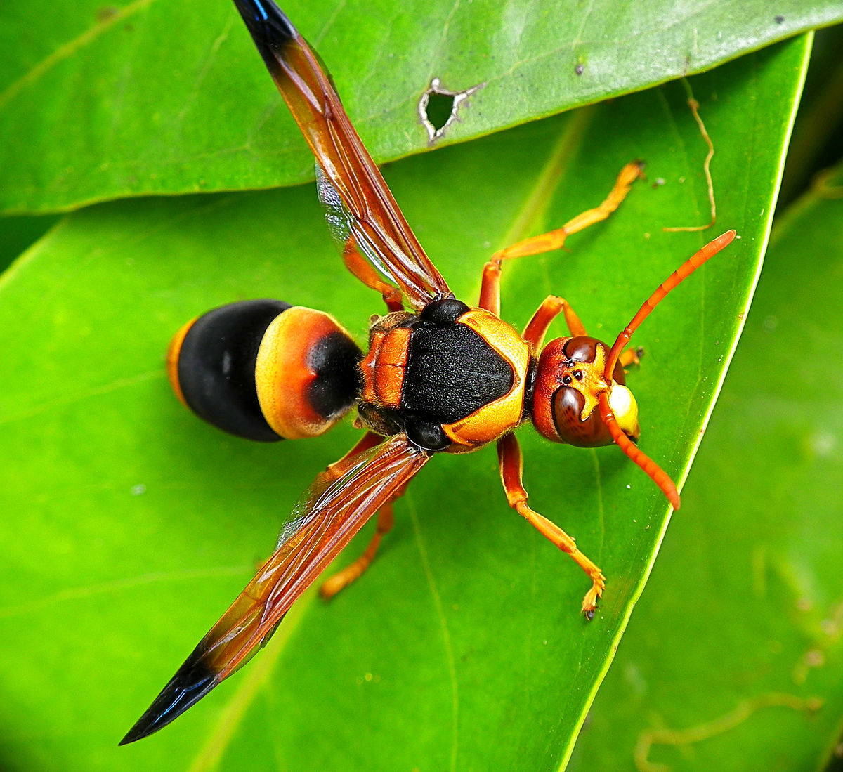 Vespa mandarina: o predador que destrói abelhas e mata até humanos - Fotos  - R7 Hora 7