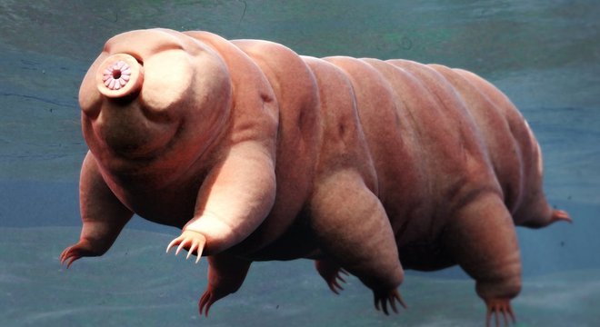 Tardígrados são pequenas criaturas de oito patas com menos de 1mm de comprimento