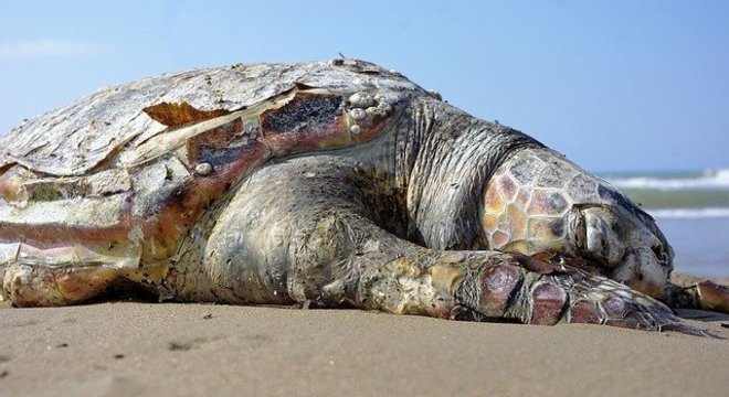 Animais encalhados precisam de ajuda e nem sempre estão debilitados