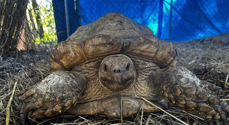 Tartaruga mestre em escapar ficou foragida por três anos