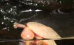 Tartaruga albina coração fora