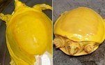 Uma raríssima tartaruga amarela 