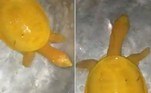 Uma raríssima tartaruga de cor amarela foi encontrada por moradores de uma vila da cidade de Balasore, na ÍndiaLeia mais! Sem-teto é abocanhado e levado ao fundo de laguna por crocodilo