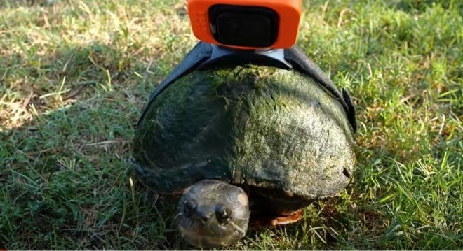 Ela se chama Tank e é habilidosa demais na água