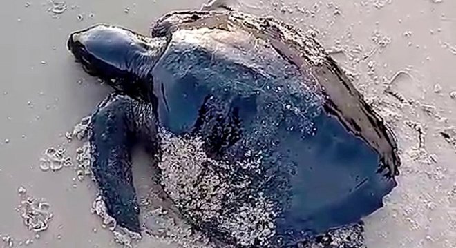  Tartaruga é encontrada coberta de óleo de origem desconhecida no litoral do Maranhão